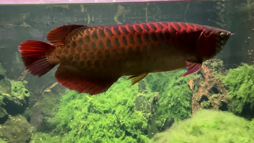 Large red arowana fish with metallic scales swimming in planted aquarium tank. Horizontal footage for exotic pet and aquarium hobby content