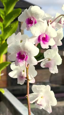 White dendrobium orchid flowers with purple accents look fresh with raindrops