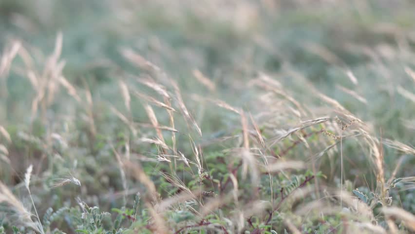 Green Plants Sprouting in Jeddah after Rain - Handheld Shot - 4K