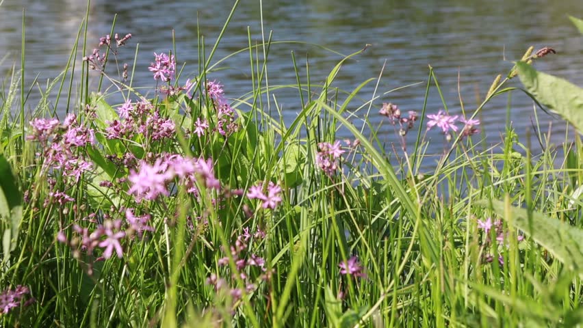 Wild flowers and grass growing by the lake