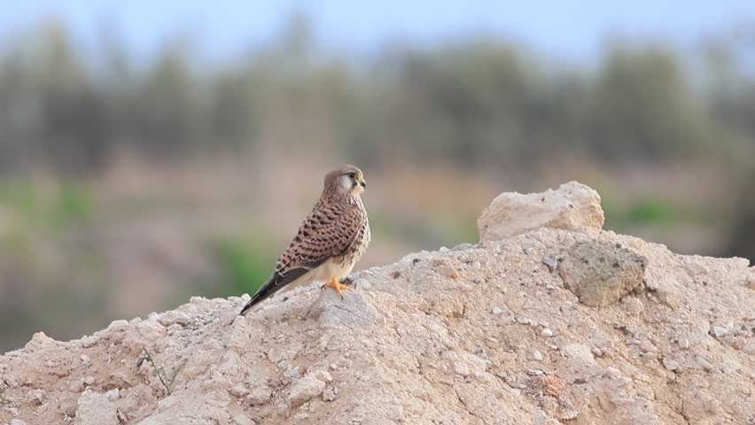 Female Common Kestrel (Falco tinnunculus) Running on the Ground