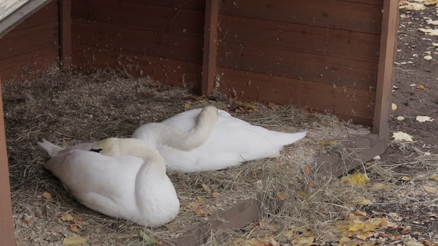Two white swans rest on straw-covered ground under wooden shelter. Fallen leaves and dirt visible around enclosure.