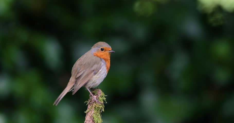 European robin (Erithacus rubecula) perched on a tree branch, UK.