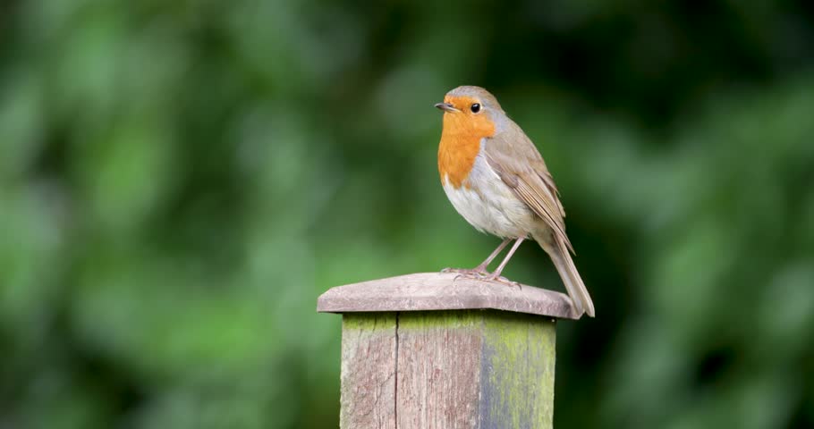 European robin (Erithacus rubecula) perched on a garden fence post, UK.
