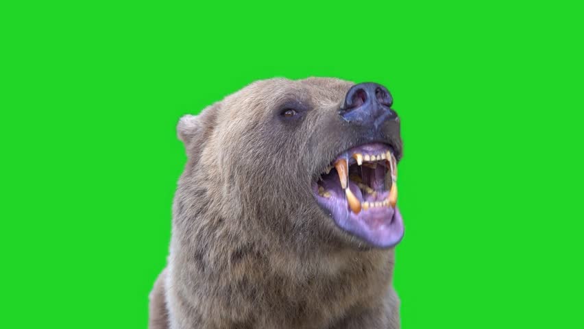 brown bear opens and closes its mouth violently before attacking. green screen