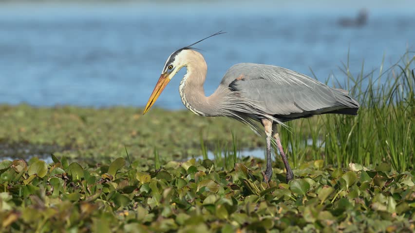Great blue heron eating a siren