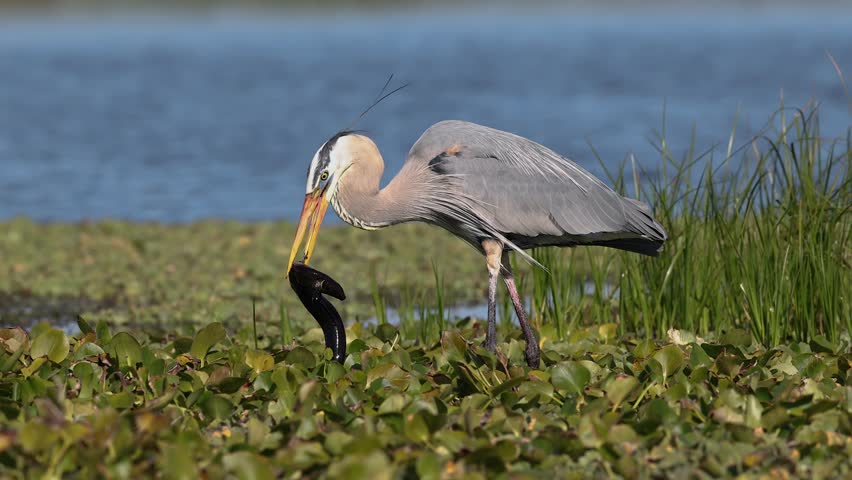 Great blue heron eating a siren