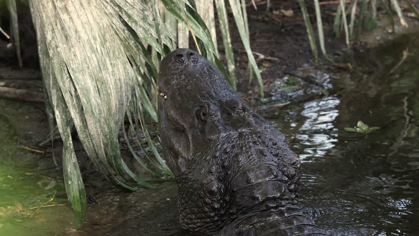 Alligator calling for a mate in Florida 