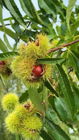 chestnut tree with green spiky husks opening to reveal ripe brown chestnuts, vertical video