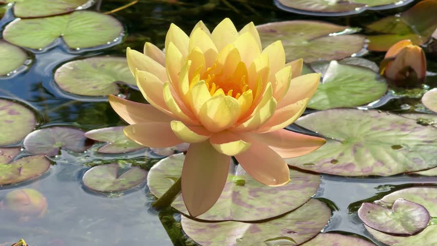 beautiful yellow water lily in full bloom on a peaceful pond with green lily pads