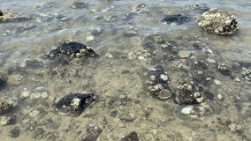 A shallow tidal rock pool along a rugged tropical rocky beach at low tide. Crystal-clear seawater gently ripples over uneven dark rocks and boulders densely covered with clusters of marine organisms such as algae, barnacles, and small corals. Sunlight filters through the shallow water, creating sparkling reflections, natural highlights, and shimmering patterns on the textured surfaces. In the foreground and midground, the rocky edge meets the incoming ocean, with gentle waves breaking softly against the stones, producing small splashes and white foam across the tide pool - Powered by Shutterstock - Get 15% off with code: PIKWIZARD15