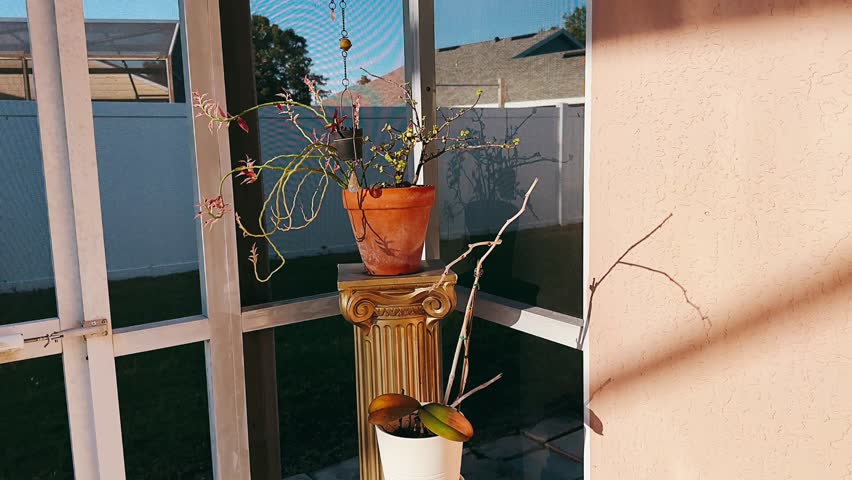 A sunlit patio scene featuring a terracotta planter with trailing succulents and a jade plant, complemented by a hanging pot and soft shadows against a screened porch backdrop.