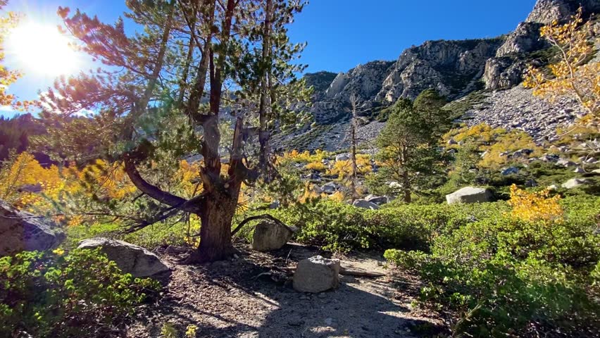 Majestic Mountains and Colorful Autumn Forest Under Sunny Blue Sky. A breathtaking panoramic view of high peaks and a vibrant autumn forest. Bright yellow leaves mixed with tall evergreens create a stunning contrast against the blue sky. Pure travel inspiration.