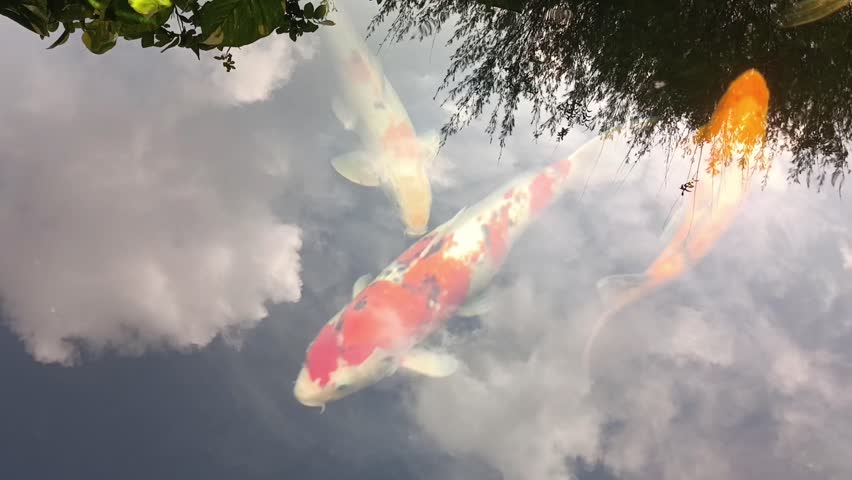 close up of koi fish in a pond with reflection of trees and white cloudy sky, looks like fish swimming above the clouds