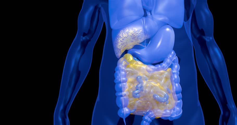 Abdominal Fat Layers Showing Subcutaneous and Visceral Fat for Weight Loss and Fitness Education. Liver Cancer and Fatty Liver Disease Medical  Concept 3D Rendering
