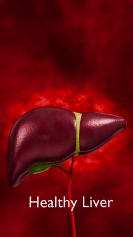 Medical Concept of Chronic Liver Disease Progression from Healthy Liver to Fatty Liver Fibrosis Cirrhosis and Cancer 3D Rendering
