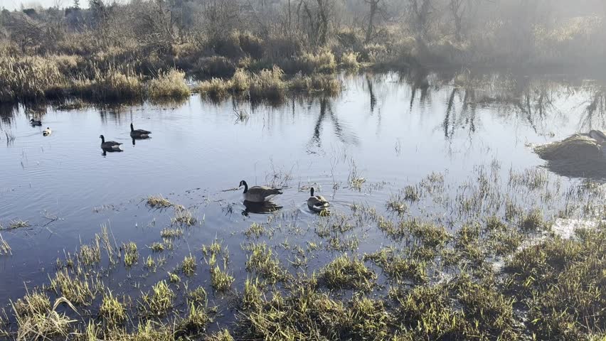 geese and ducks swimming in morning pond