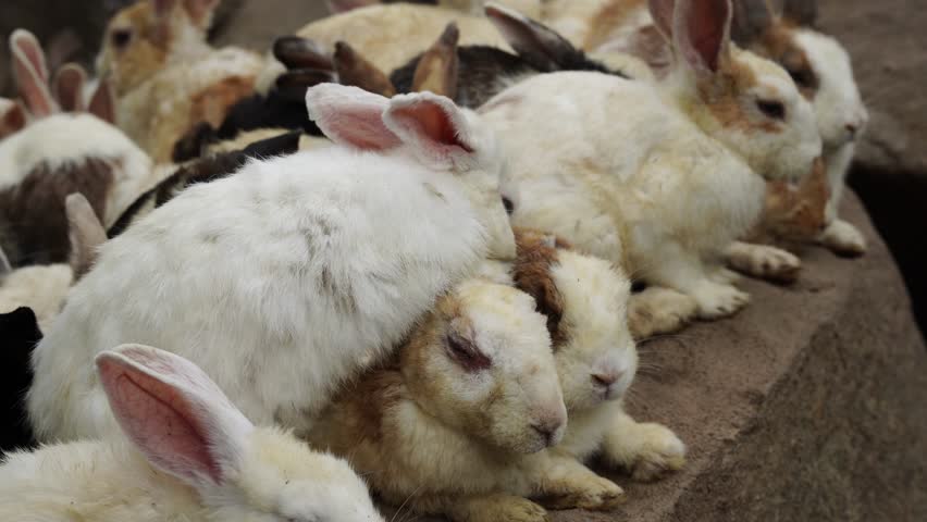 Group of rabbits eating food in the farm.