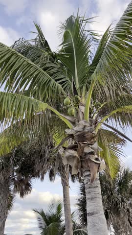Palm tree swaying in moderate coastal wind under cloudy sky