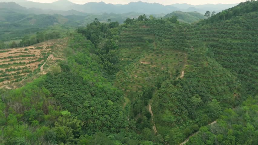 Aerial view of tropical hills with palm trees terraced landscape and distant mountains. Smooth drone camera movement pulling back and slightly orbiting to the left revealing scenic mountain panorama. Natural tropical scenery with lush greenery and rolling hills.