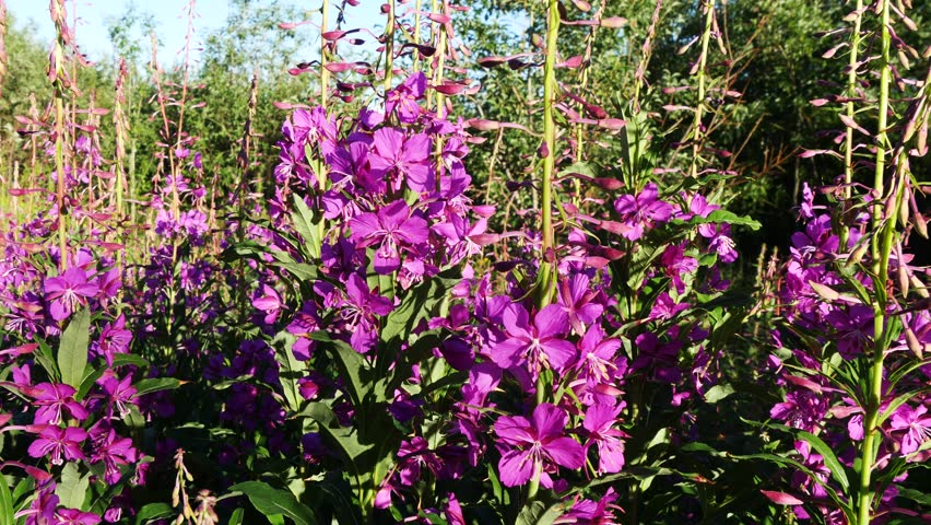 Bright blue and pink-violet beautiful flowers of the fireweed plant in a sunny meadow on a summer day.