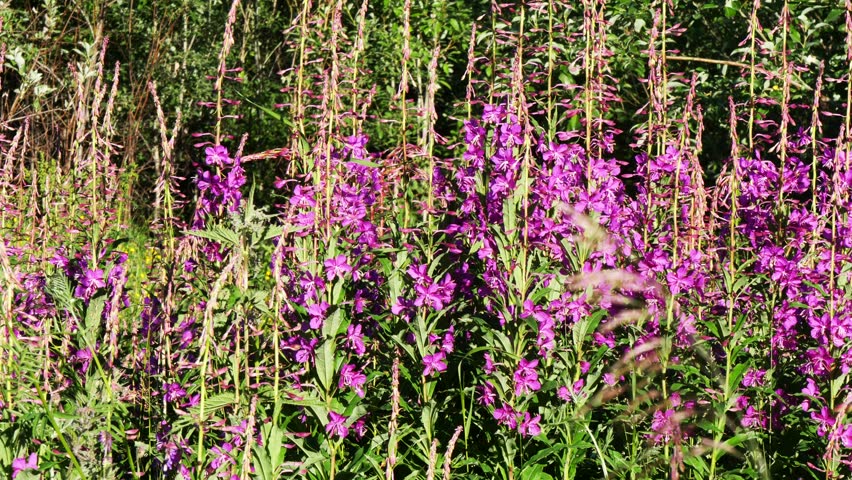 Bright blue and pink-violet beautiful flowers of the fireweed plant in a sunny meadow on a summer day.