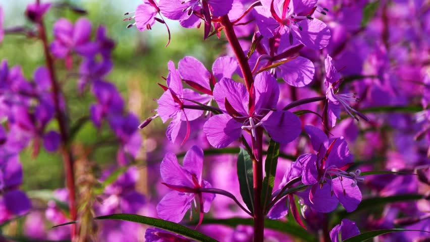 Bright blue and pink-violet beautiful flowers of the fireweed plant in a sunny meadow on a summer day.