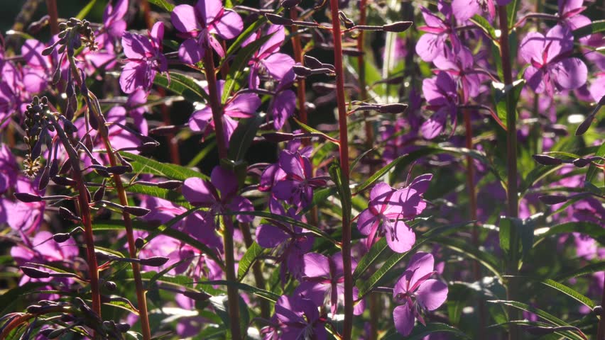 Bright blue and pink-violet beautiful flowers of the fireweed plant in a sunny meadow on a summer day.
