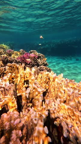 Swimming along coral reef surrounded tropical fish in Red Sea