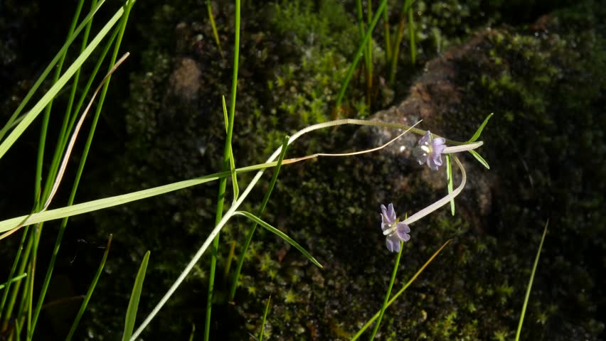 A small blue flower of the snakeroot plant on the bank of a stream on an autumn day.