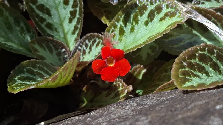 Detailed macro shot of Episcia cupreata plant showing its textured leaves and a small vibrant red flower.