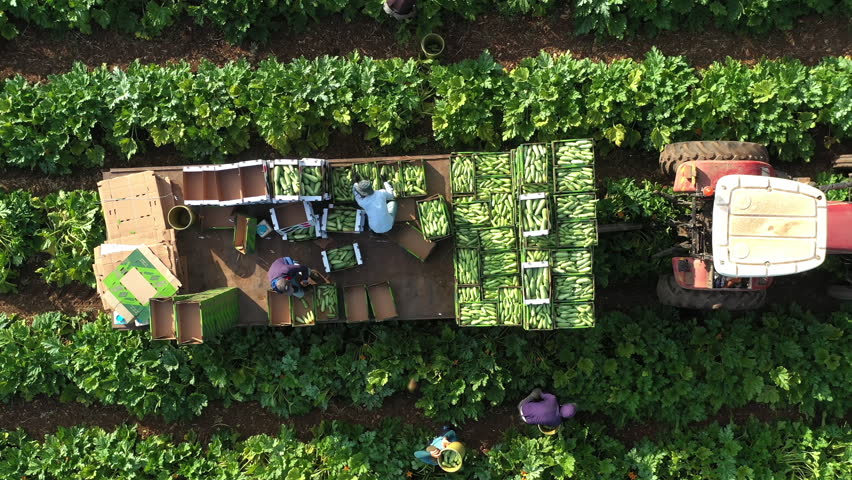 Aerial Zucchini Harvest Near Tivon Agricultural Fields

Drone footage of zucchini harvest in fields January 20 2026 Israel
