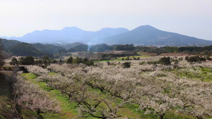 Plums in the Plum Garden (Imari City, Saga Prefecture)