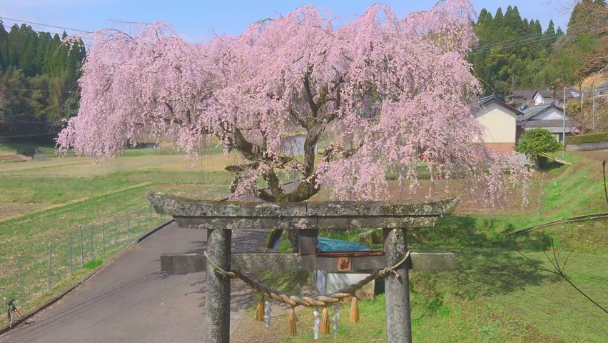 Shrine torii gate and weeping cherry blossoms (Taketa City, Oita Prefecture)