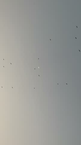 Birds flying in the evening sky with a crescent moon background.
