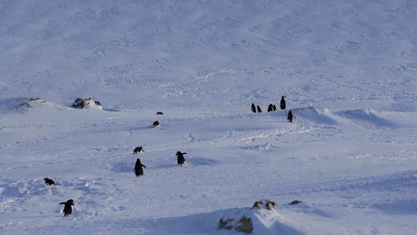 Gentoo Penguins Colony on Sunny Day in Antarctica, 4K Video