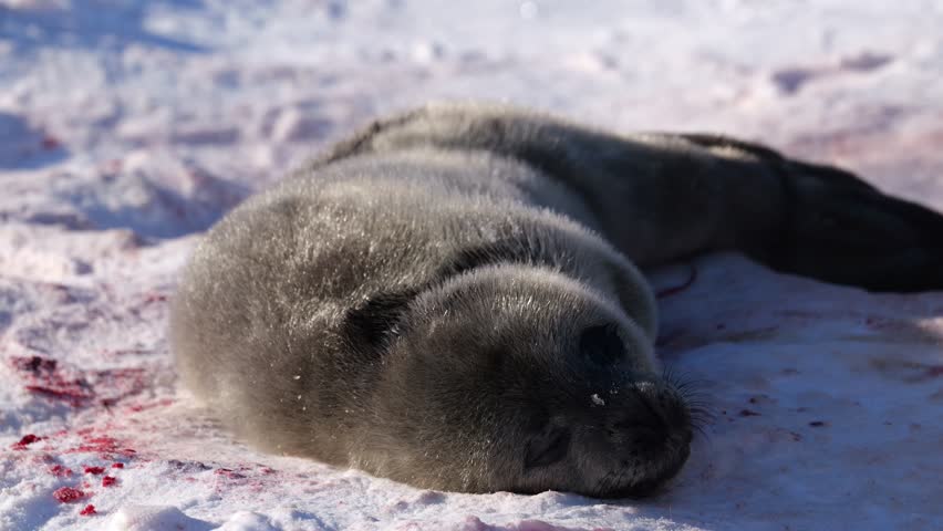 Newborn Weddell seal pup resting near mother, 4K Video