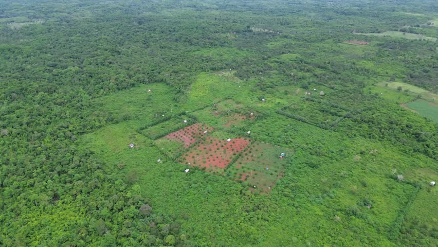 A wide view of a green cornfield growing on fertile farmland near a forest, showing fresh crops, natural beauty, and peaceful rural life under open skies and rich tropical climate.