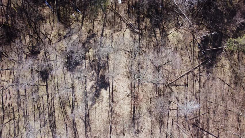 Forest with deciduous trees with fallen leaves and pines in early springtime, aerial view vertically down while moving forward in sunny day
