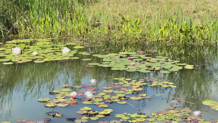 Water lilies with floating white and pink flowers and leaves on a water surface of lake in summer sunny day, view when panning
