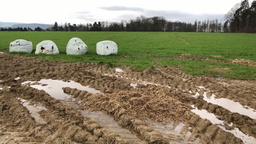 Hay bales wrapped in plastic in an agricultural field, muddy ground with tractor tire tracks in the countryside