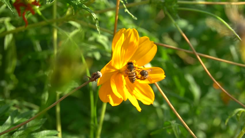 Bees are flying to suck nectar from the marigold flowers in the garden.