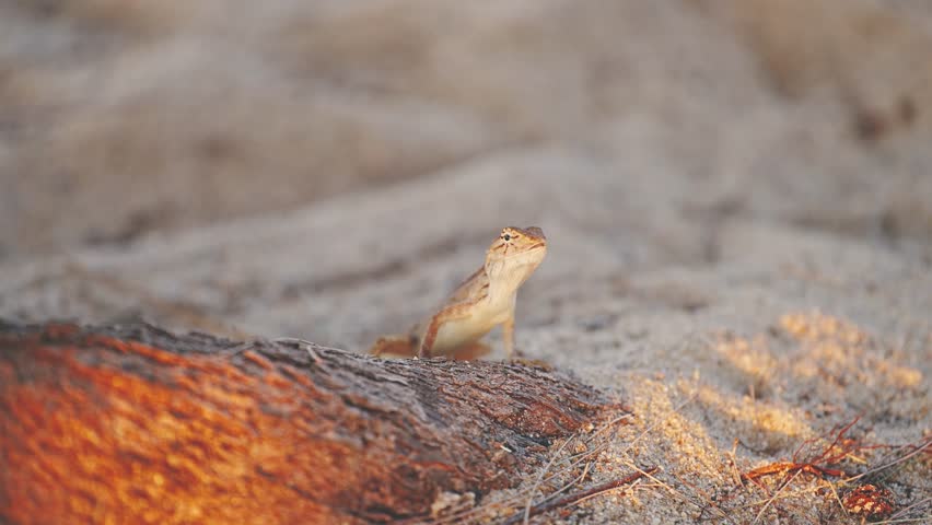 A small chameleon lizard on the sand in Thailand, a small dragon. High quality 4k footage