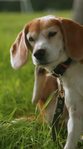 beagle dog sniffing grass in park, standing with studded collar and leash, closeup on nose and hind, exploring scent trail under tree shade with focused expression and gentle summer light