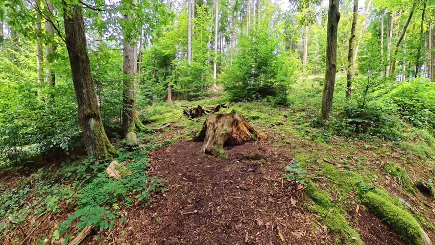 Walking trail through green forest and peaceful hiking path in at Bavarian Forest, Germany