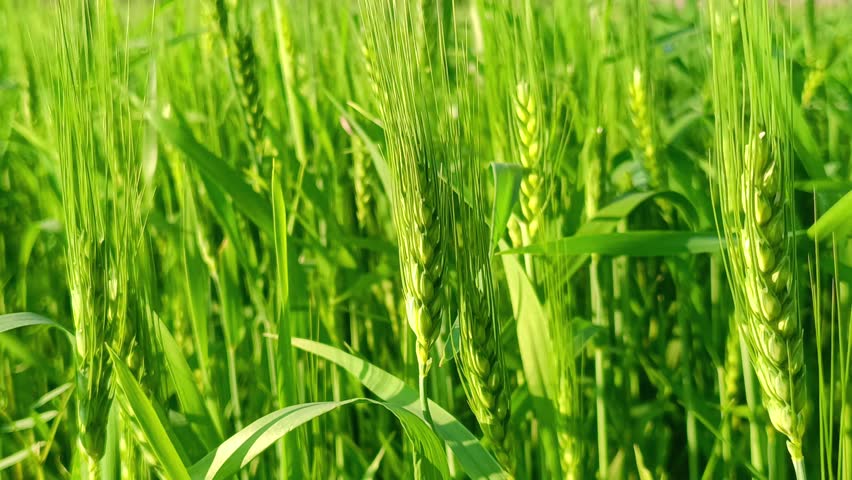 Close up of wheat stalks in a field