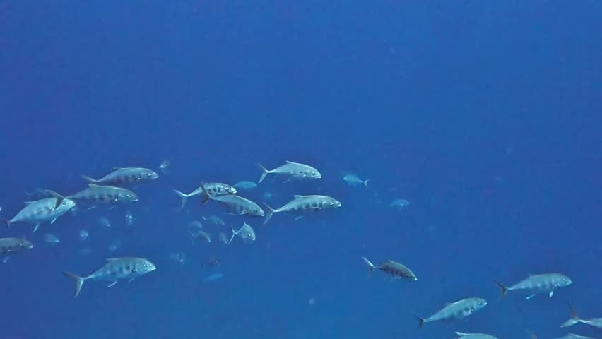 Yellow dotted trevally (Carangoides fulvoguttatus). Taken in Sharm El Sheikh, Egypt. 