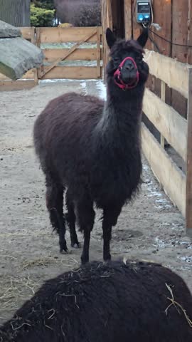 Black alpacas in wooden enclosure with hay feeder in winter at farm or animal park during cold season for agriculture livestock and wool production concept. Video 4k