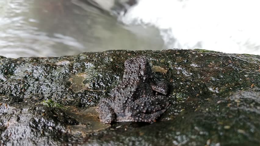 Bufo asper Gravenhorst river frog sitting on a rock in the river3