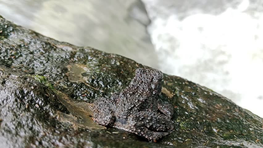 Bufo asper Gravenhorst river frog sitting on a rock in the river2